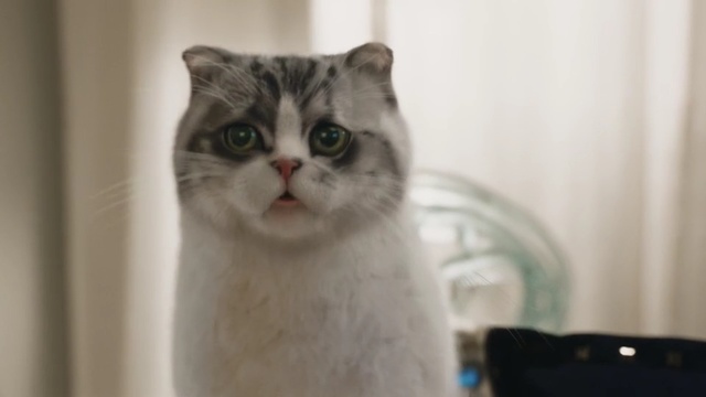 Video Reference N1: cat, small to medium sized cats, cat like mammal, whiskers, domestic short haired cat, snout, scottish fold, asian, aegean cat, american wirehair