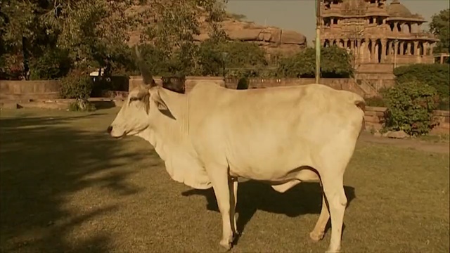 Video Reference N3: cattle like mammal, dairy cow, horn, herd, cow goat family, ox, pasture, grazing, livestock, grass