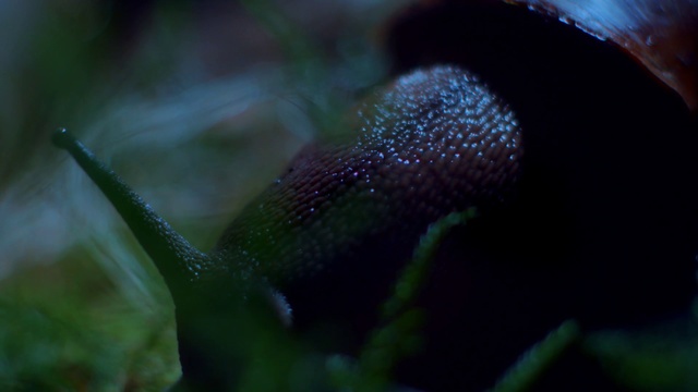 Video Reference N1: Water, Green, Macro photography, Close-up, Organism, Electric blue, Plant, Moisture