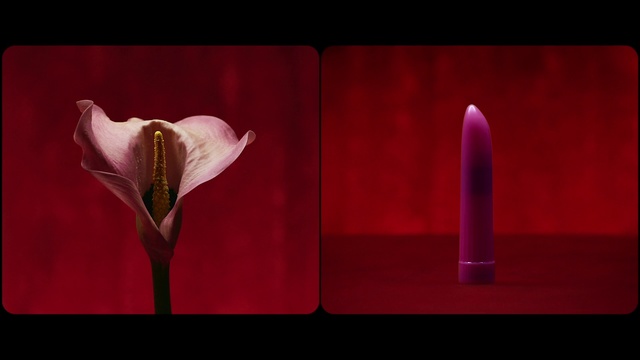 Video Reference N0: Petal, Still life photography, Lighting, Flower, Plant, Magenta, Anthurium, Photography, Alismatales, Valentines day