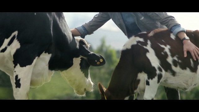 Video Reference N1: Dairy cow, Bovine, Cow-goat family, Livestock, Dairy, Photography, Screenshot