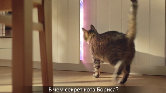 Video Reference N2: Cat, Mammal, Small to medium-sized cats, Felidae, Whiskers, European shorthair, Tabby cat, Domestic short-haired cat, Dragon li, Carnivore