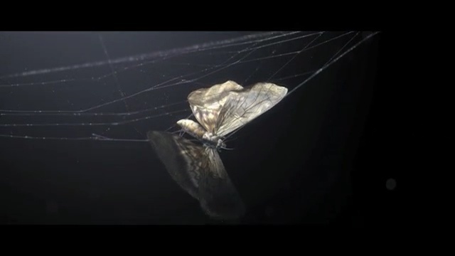 Video Reference N6: invertebrate, spider web, arthropod, organism, arachnid, wing, insect, macro photography, spider, atmosphere