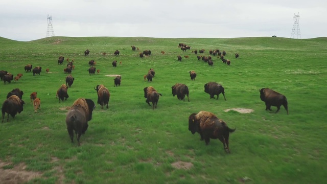 Video Reference N3: Grassland, Pasture, Bovine, Herd, Grazing, Bison, Natural environment, Highland, Ecoregion, Plain