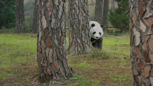 Video Reference N1: Panda, Bear, Tree, Nature reserve, Trunk, Biome, Woody plant, Woodland, Plant, Carnivore