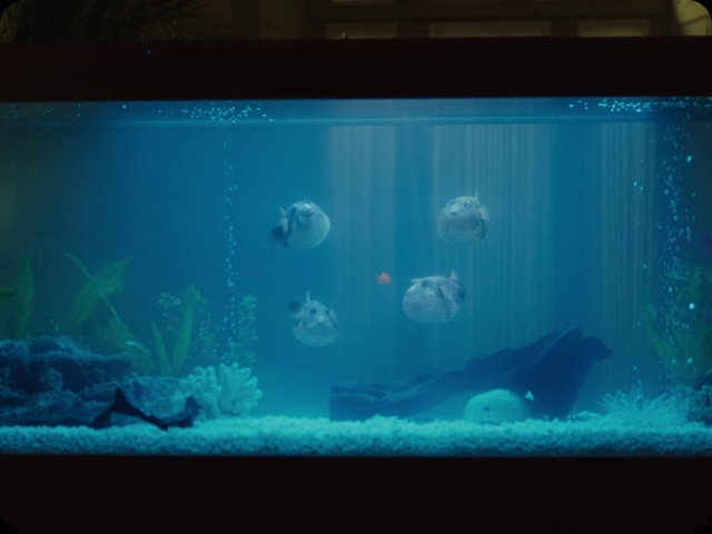 Video Reference N3: Aquarium, Fish, Freshwater aquarium, Aquarium lighting, Organism, Water, Fish, Marine biology, Underwater, Pet supply