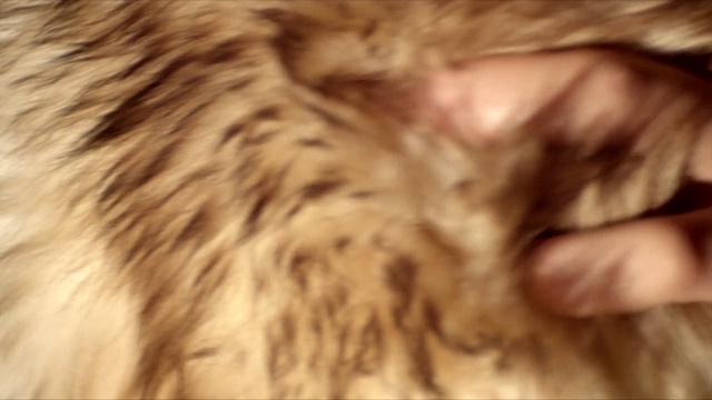 Video Reference N0: fur, fur clothing, cat, whiskers, small to medium sized cats, close up, snout, ear, textile, cat like mammal