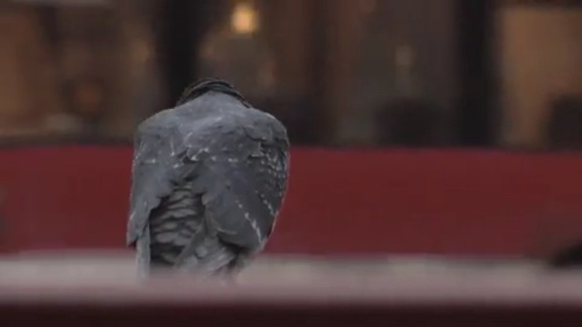 Video Reference N9: beak, bird
