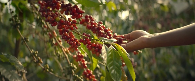 Video Reference N3: Plant, Cherry, Berry, Fruit, Chokecherry, Tree, Flower, Woody plant, Food, Flowering plant