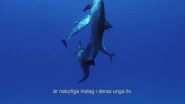 Video Reference N3: Marine mammal, Dolphin, Common bottlenose dolphin, Cetacea, Bottlenose dolphin, Marine biology, Fin, Spinner dolphin, Blue, Short-beaked common dolphin, Person