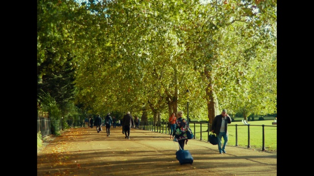 Video Reference N5: Tree, People in nature, Nature, Green, Woody plant, Yellow, Plant, Public space, Park, Leaf