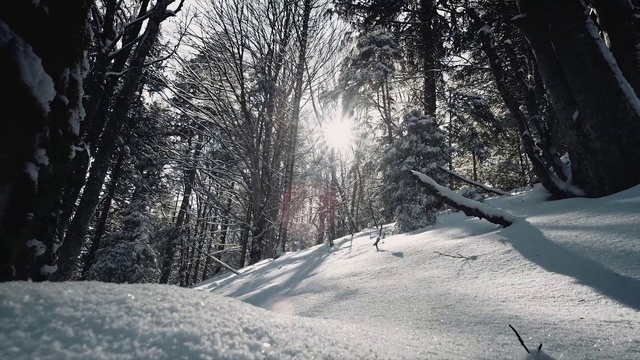 Video Reference N1: Snow, Winter, Tree, Nature, Natural landscape, Sky, Forest, Freezing, Natural environment, Sunlight