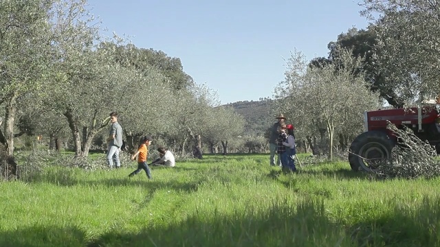 Video Reference N1: field, plant, grassland, grass, tree, agriculture, pasture, grass family, meadow, rural area