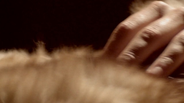 Video Reference N1: skin, fur, nose, hand, finger, close up, whiskers, ear, nail, mouth