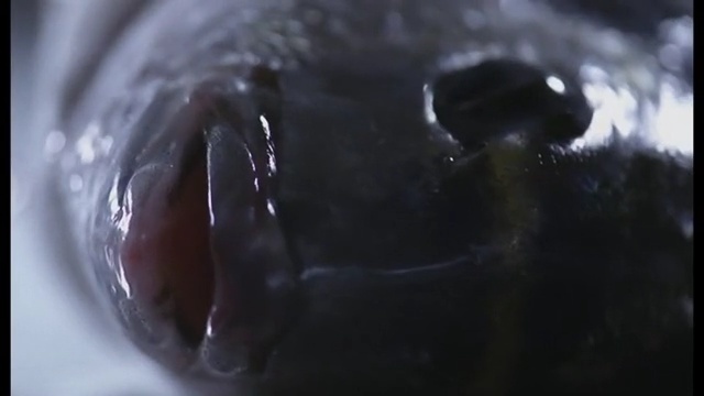 Video Reference N1: Water, Close-up, Eye, Macro photography, Mouth, Photography, Fluid