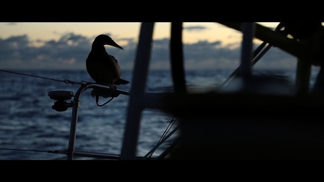 Video Reference N2: Water, Bird, Sky, Silhouette, Beak, Branch, Wildlife, Evening, Photography, Seabird, Person