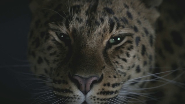 Video Reference N4: Terrestrial animal, Vertebrate, Wildlife, Whiskers, Mammal, Leopard, Felidae, Snout, Big cats, Jaguar