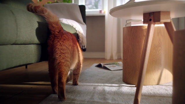 Video Reference N18: Cat, Felidae, Small to medium-sized cats, Table, Room, Furniture, Tail, Fawn, Carnivore