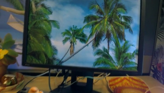 Video Reference N1: technology, display device, palm tree, computer monitor, screen, tree, electronic device, television, plant, arecales
