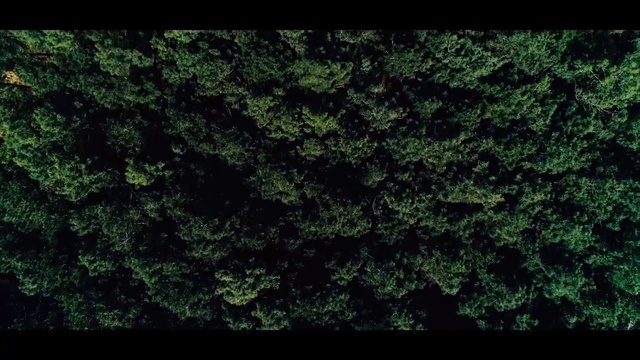 Video Reference N8: Green, Nature, Vegetation, Leaf, Black, Natural environment, Grass, Tree, Biome, Plant