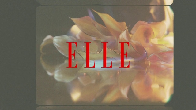 Video Reference N0: Text, Font, Petal, Flower, Plant, Graphics