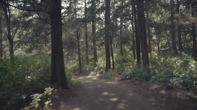 Video Reference N4: Forest, Woodland, Tree, Nature, Natural environment, Trail, Nature reserve, Old-growth forest, Wilderness, Vegetation