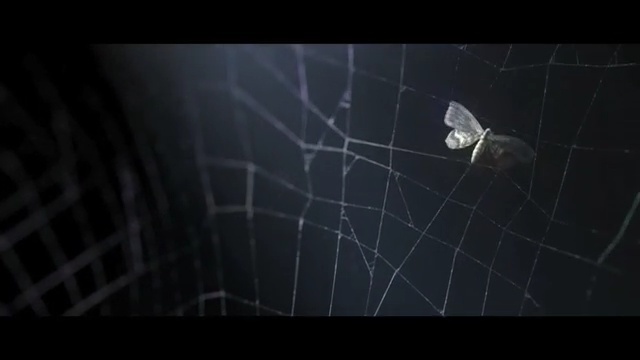 Video Reference N2: spider web, black, atmosphere, invertebrate, arachnid, darkness, light, water, space, spider