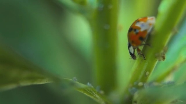 Video Reference N7: Ladybug, Insect, Macro photography, Nature, Green, Invertebrate, Beetle, Leaf, Close-up, Plant