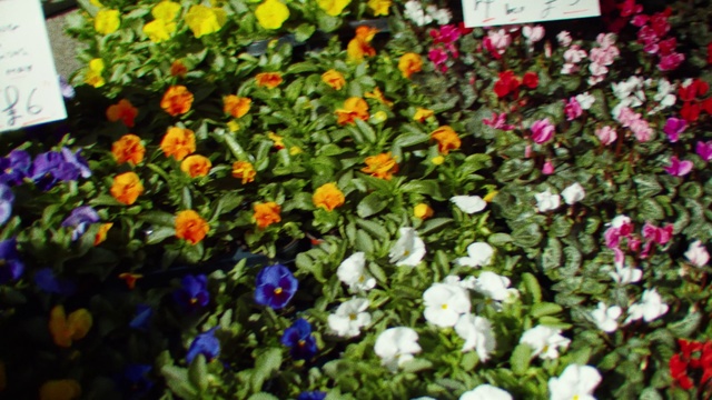 Video Reference N2: Flower, Flowering plant, Plant, Spring, Garden, Shrub, Annual plant, Wildflower, Petal, Pansy