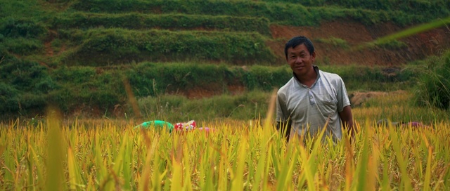 Video Reference N2: People in nature, Paddy field, Grassland, Field, Agriculture, Crop, Grass family, Grass, Farm, Prairie