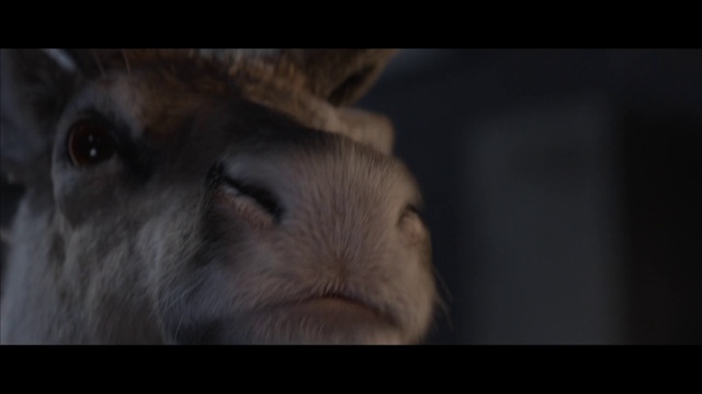 Video Reference N6: Mammal, Vertebrate, Rabbit, Domestic rabbit, Wildlife, Rabbits and Hares, Snout, Nose, Hare, Whiskers