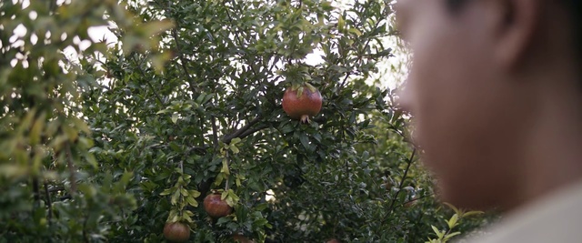 Video Reference N0: Pomegranate, Plant, Tree, Fruit, Woody plant, Flower, Branch, Citrus, Food, Fruit tree