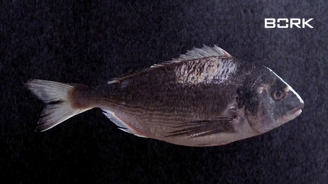Video Reference N1: Fish, Fish, Tilapia, Organism, Tilapia, Sole, Bony-fish, Ray-finned fish