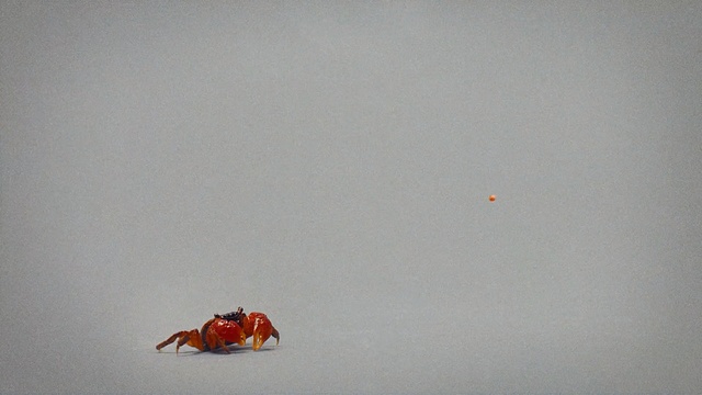 Video Reference N2: red, sky, geological phenomenon, snow, insect, winter, extreme sport, macro photography