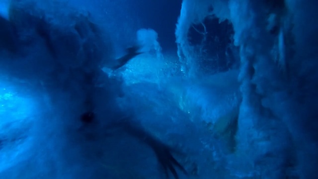 Video Reference N1: Blue, Turquoise, Water, Ice cave, Organism, Glacial landform, Electric blue, Underwater, Marine biology