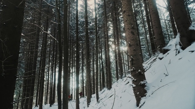 Video Reference N0: Snow, Tree, Winter, Forest, Spruce-fir forest, Natural environment, Northern hardwood forest, Tropical and subtropical coniferous forests, Old-growth forest, Biome