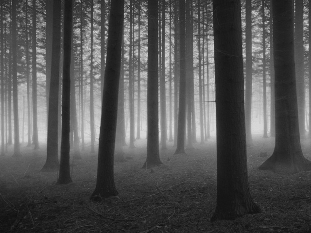 Video Reference N2: Tree, Natural landscape, Nature, Forest, Natural environment, Atmospheric phenomenon, Atmosphere, Spruce-fir forest, Woodland, Black-and-white, Person