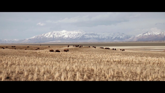 Video Reference N3: ecosystem, grassland, steppe, ecoregion, prairie, tundra, herd, sky, plain, grass family
