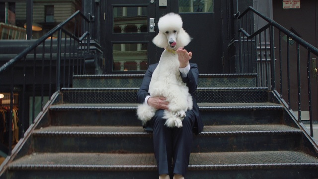 Video Reference N0: Standard poodle, Poodle, Fur, Dog, Companion dog, Canidae, Toy poodle, Non-sporting group, Toy dog, Miniature poodle, Building, Fence, Sitting, Outdoor, White, Bench, Black, Rail, Ledge, Small, Statue, Cat, Brown, Park, Holding, Woman, Standing, Perched, Young, Animal, Carnivore