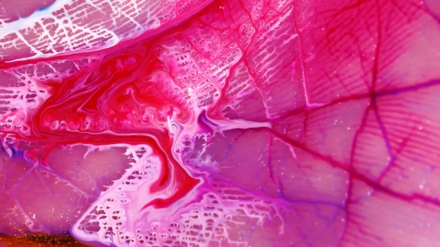Video Reference N7: Pink, Magenta, Water, Close-up, Textile, Macro photography, Muscle, Photography, Petal
