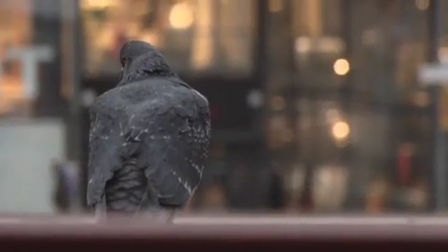 Video Reference N8: beak, crow