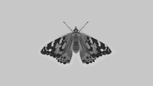 Video Reference N0: Moths and butterflies, Butterfly, Cynthia (subgenus), Insect, Moth, Invertebrate, Melanargia, Pollinator, Grizzled skipper, Brush-footed butterfly