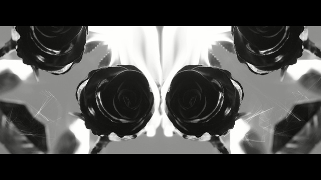 Video Reference N0: white, black, black and white, photograph, monochrome photography, photography, close up, monochrome, rose family, still life photography