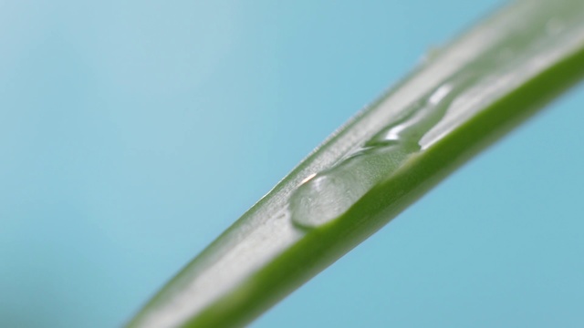Video Reference N0: Water, Green, Moisture, Macro photography, Grass family, Close-up, Leaf, Plant, Plant stem, Dew