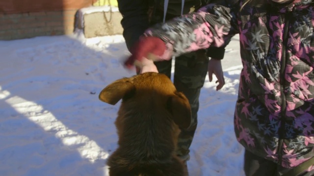Video Reference N3: Dog breed, Dog, Canidae, Snow, Carnivore, Sporting Group, Winter, Retriever, Nova scotia duck tolling retriever