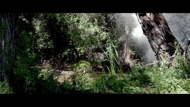 Video Reference N1: Nature, Vegetation, Natural environment, Forest, Tree, Jungle, Old-growth forest, Rainforest, Woodland, Natural landscape