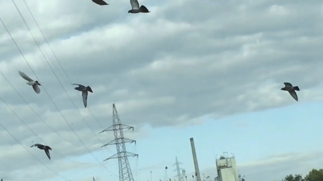 Video Reference N1: Bird, Flock, Bird migration, Sky, Animal migration, Seabird, Wing, Beak, Person