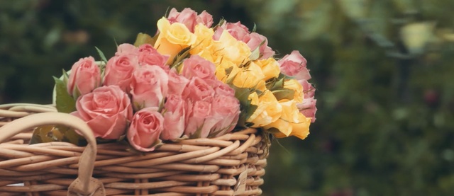 Video Reference N1: Flower, Garden roses, Pink, Rose, Bouquet, Cut flowers, Petal, Plant, Rose family, Yellow