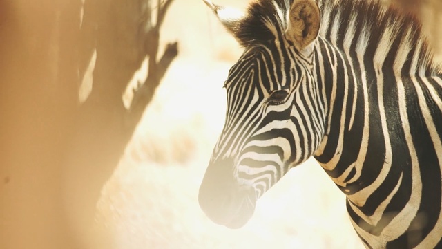 Video Reference N3: Wildlife, Zebra, Terrestrial animal, Close-up, Eye, Organism, Organ, Snout, Adaptation, Safari
