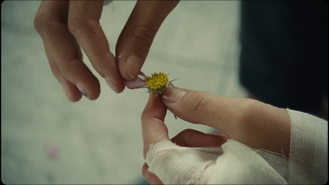 Video Reference N1: Hand, Finger, Flower, Yellow, Nail, Plant, Child, Thumb, Wildflower, Pollen